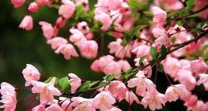 海棠花的颜色和花语有何特别之处？