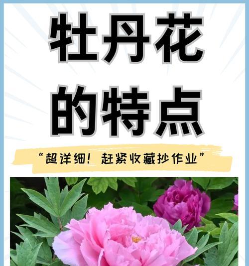 牡丹花修剪的最佳时机是什么时候？