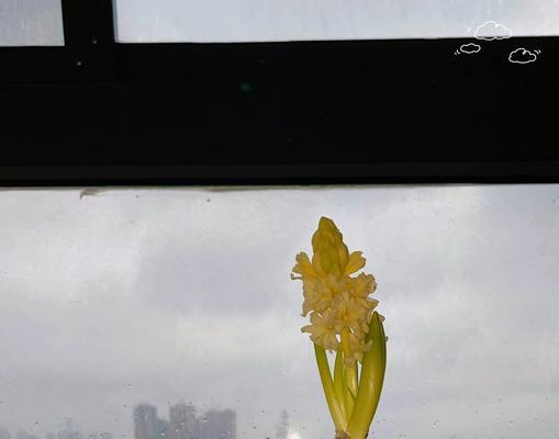 水培玫瑰花如何促进根系生长和发芽？