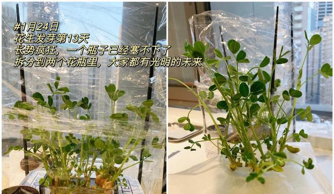 水培玫瑰花如何促进根系生长和发芽？