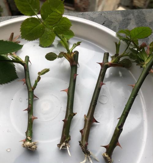 水培玫瑰花如何促进根系生长和发芽？