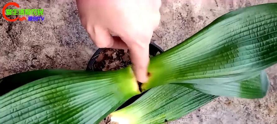 君子兰架空法多久能生根？种植过程中的注意事项？