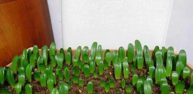 君子兰架空法多久能生根？种植过程中的注意事项？