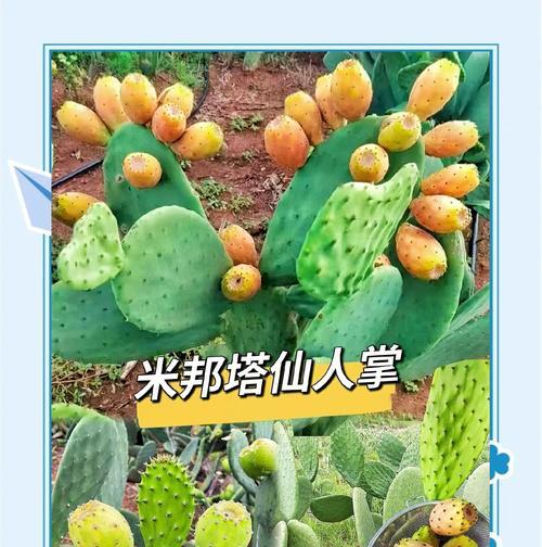 新购仙人掌的种植方法有哪些？