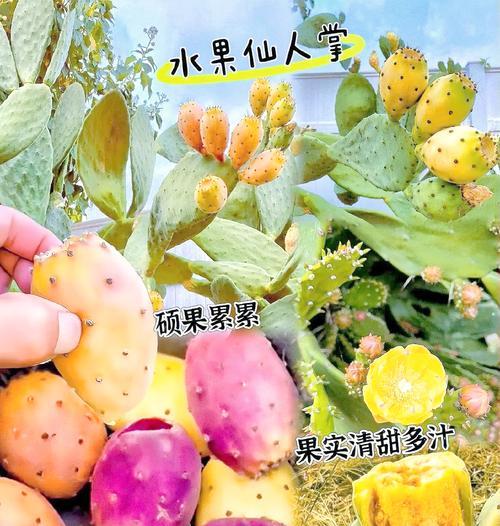 新购仙人掌的种植方法有哪些？