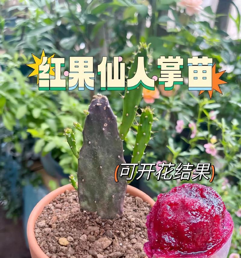 新购仙人掌的种植方法有哪些？