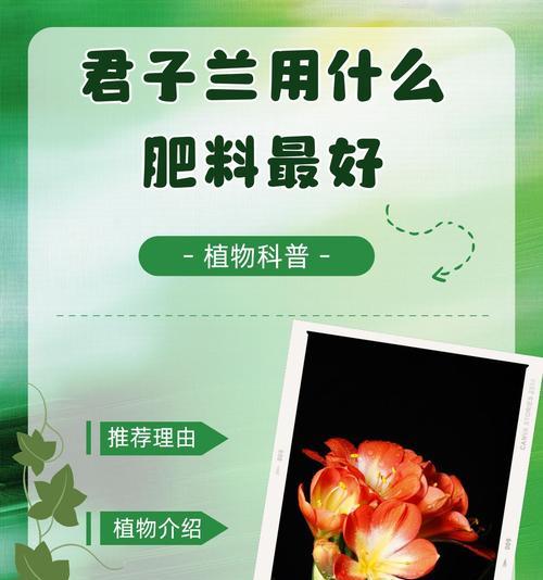 君子兰在原始土壤中的养护技巧有哪些？