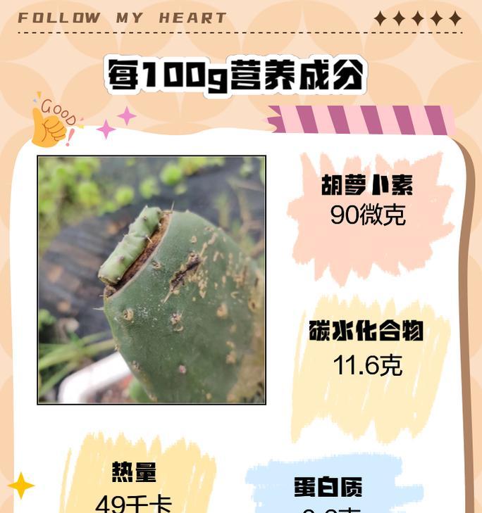 梨果仙人掌干花养护秘诀？