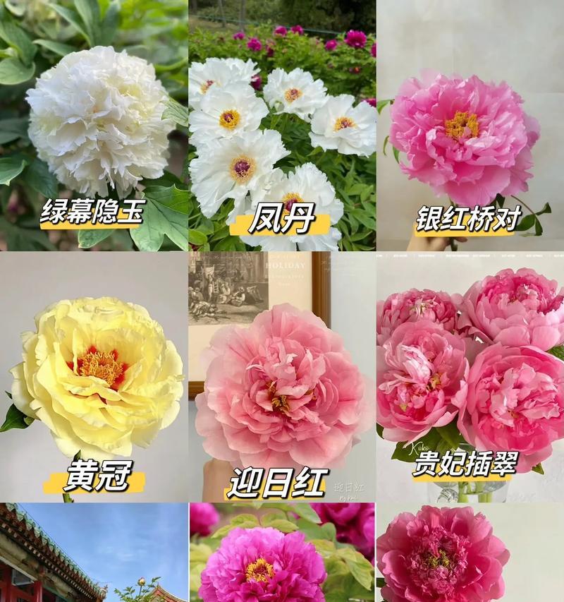 盆栽牡丹花有哪些别称？