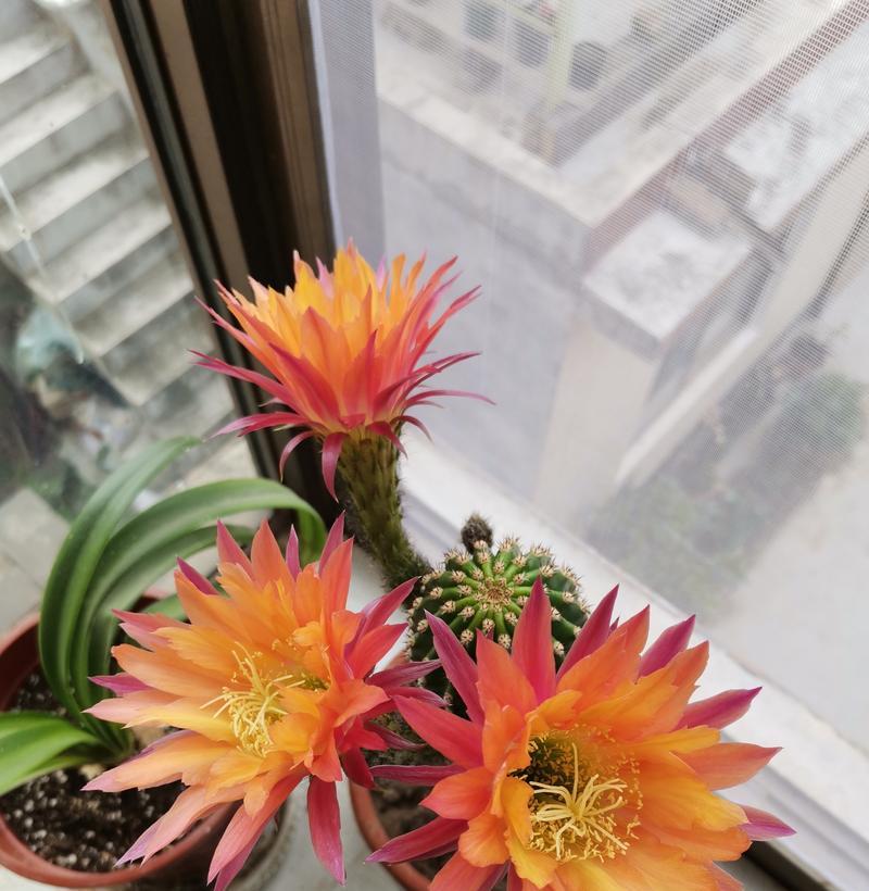 短刺大花仙人球的养护技巧是什么？