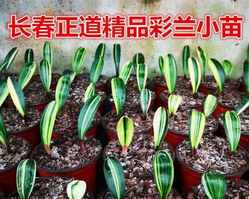 大叶君子兰种兰花需要注意什么？如何正确养护？