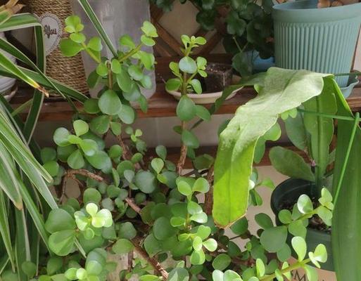 君子兰土壤松散树枝如何管理？正确的养护方法是什么？