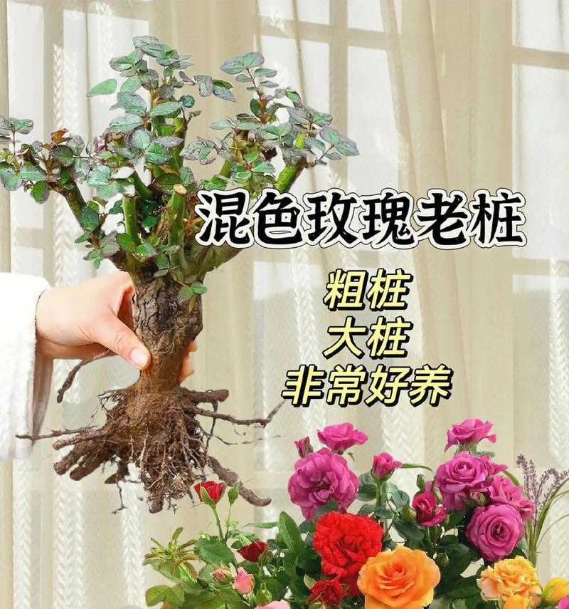 玫瑰花高脚花盆的种植技巧是什么？