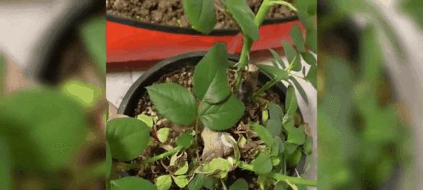 城市阳台如何种植玫瑰花？有哪些注意事项？