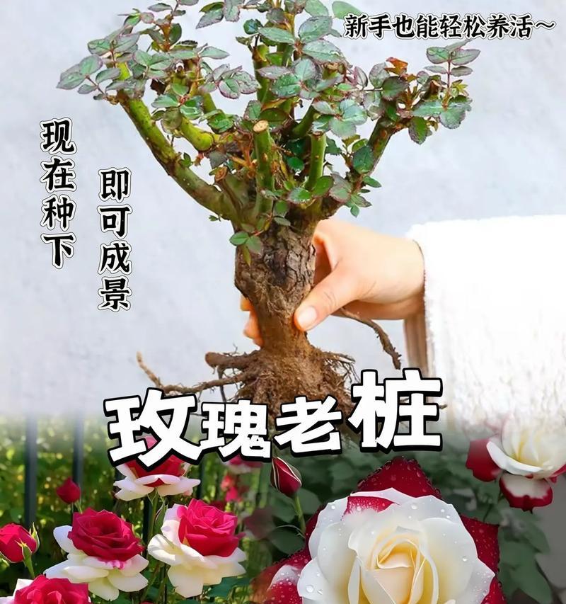 城市阳台如何种植玫瑰花？有哪些注意事项？