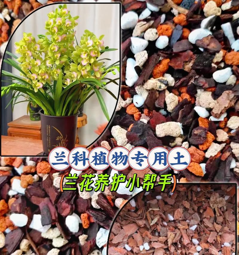 泥土栽种君子兰是否合适？养护技巧是什么？