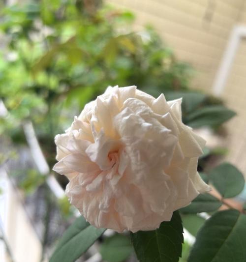 女生怎么养玫瑰花？有哪些注意事项？
