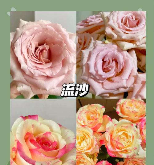 女生怎么养玫瑰花？有哪些注意事项？