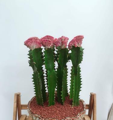 仙人掌鲜花盆栽的养护管理技巧？