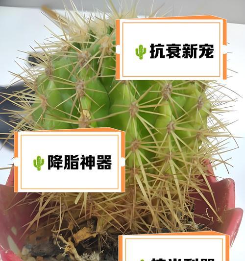 仙人掌鲜花盆栽的养护管理技巧？