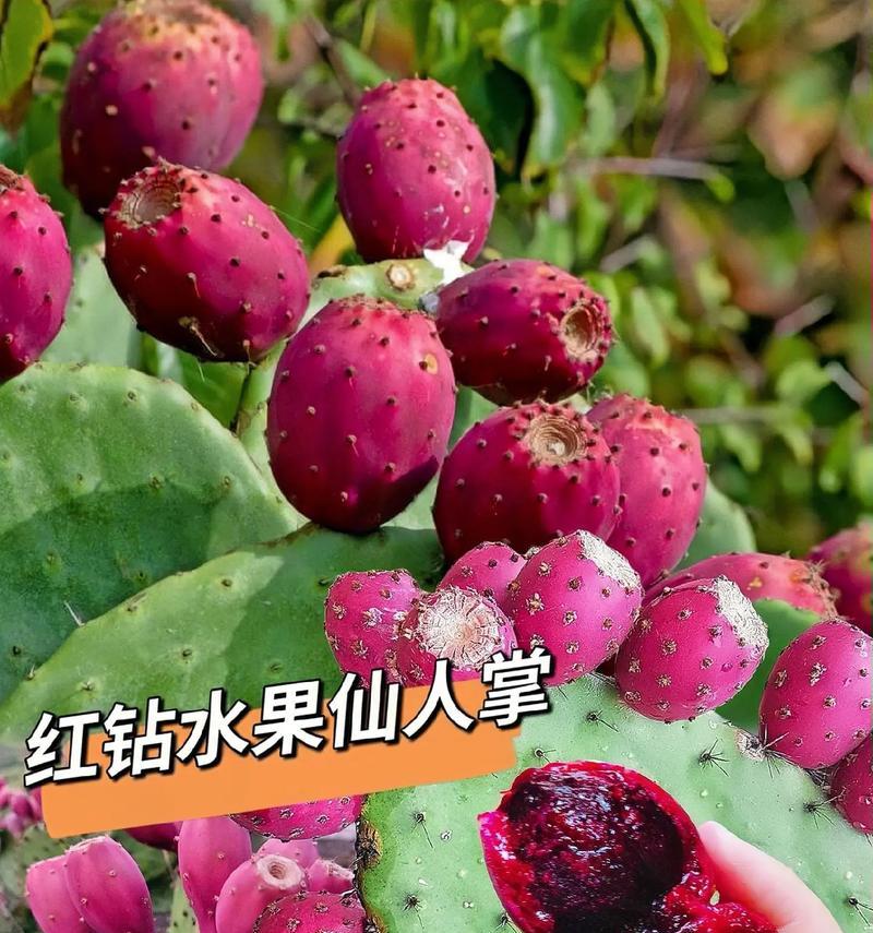 仙人掌鲜花盆栽的养护管理技巧？