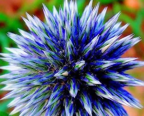 蓝色花盆仙人掌如何养护才能开花？