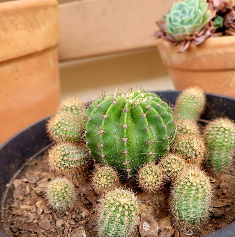 舞花八门仙人球的养殖难度如何？