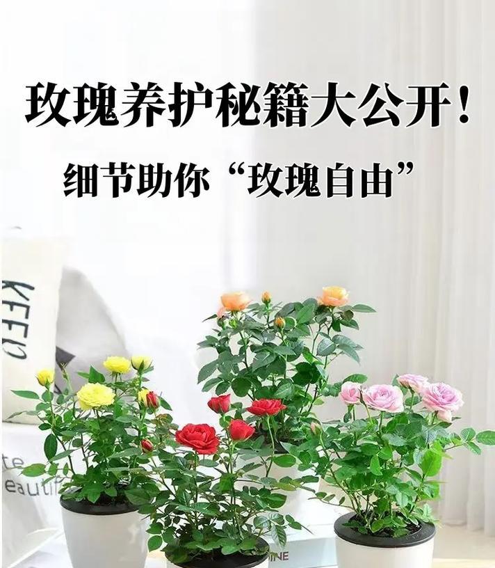 恶劣天气下如何养好玫瑰花？