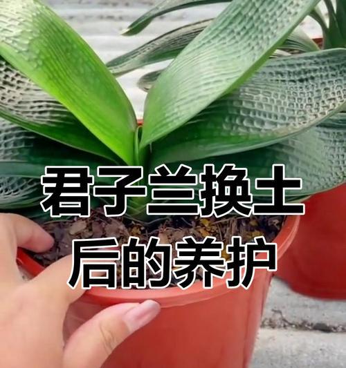 君子兰换土养护的最佳时机是什么时候？