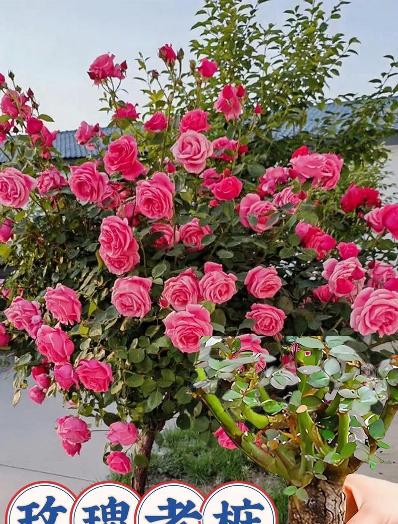 玫瑰花种植的土壤选择？种植玫瑰花的步骤是什么？