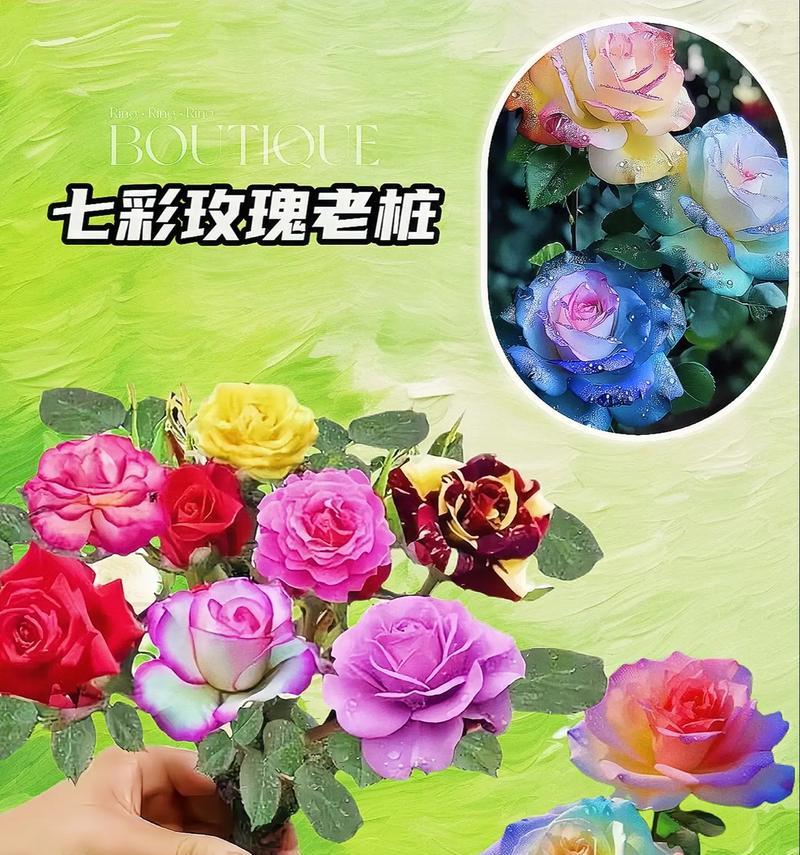 玫瑰花买来后如何栽培？栽培玫瑰花需要注意什么？