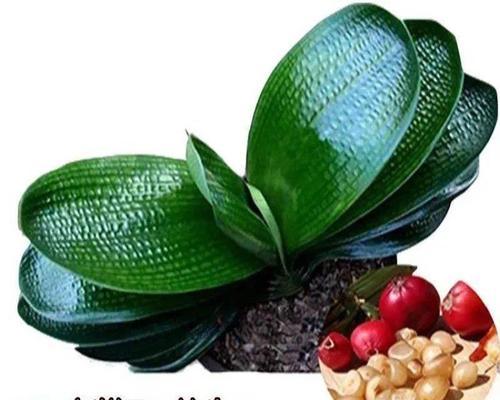 君子兰种子彩兰籽的种植方法是什么？如何确保发芽率？