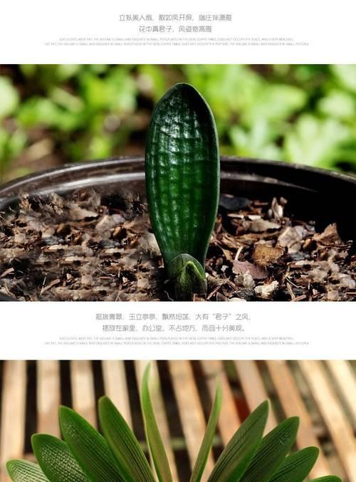 君子兰种子彩兰籽的种植方法是什么？如何确保发芽率？