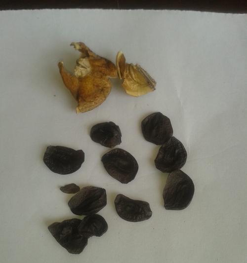 君子兰种子彩兰籽的种植方法是什么？如何确保发芽率？