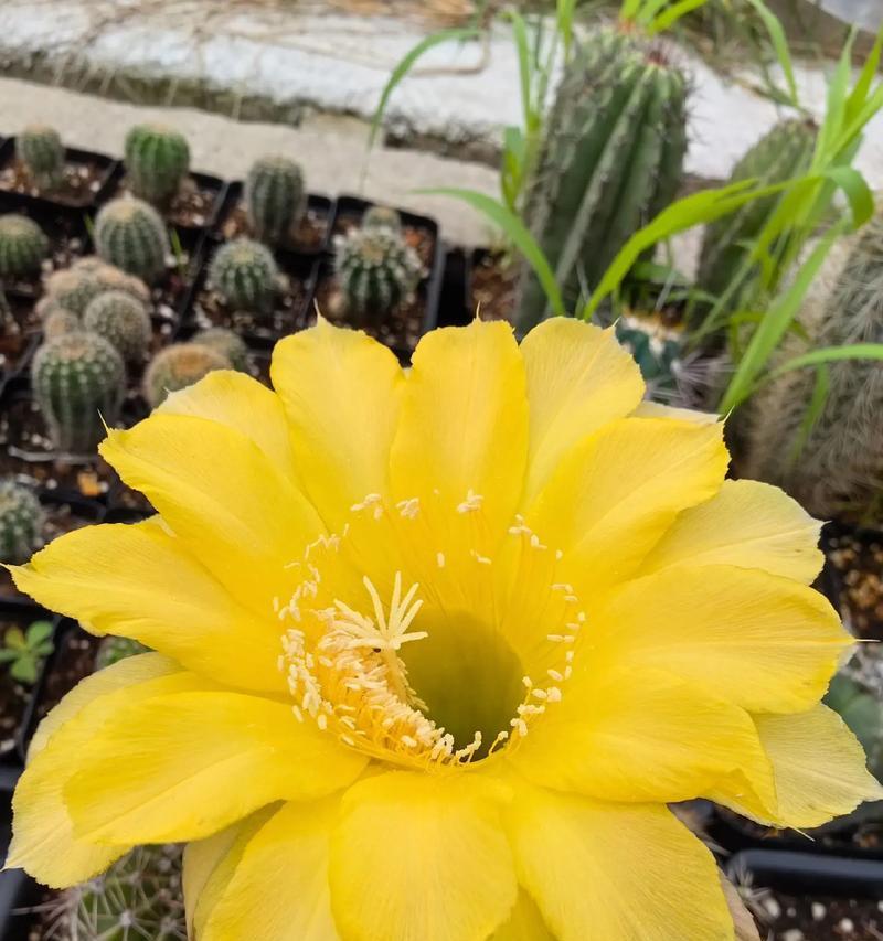 仙人球花苞里面有什么？仙人球花苞的结构是怎样的？