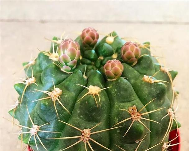 仙人球花苞里面有什么？仙人球花苞的结构是怎样的？