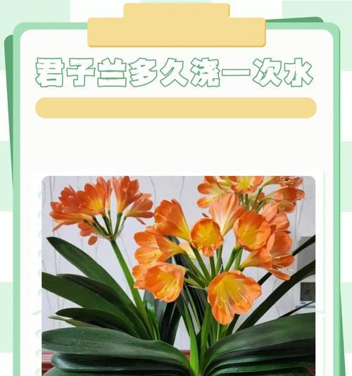 君子兰种子发芽的方法有哪些？