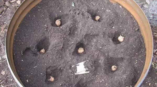 仙人球种荚裂开后如何正确栽种？步骤是什么？