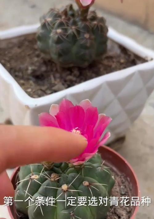 仙人球种荚裂开后如何正确栽种？步骤是什么？