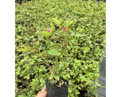 玫瑰花如何培育出红花？