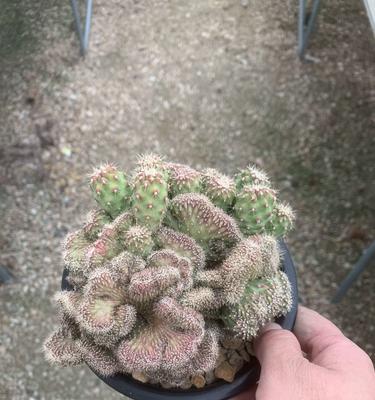 仙人球的种植技巧有哪些？常见问题是什么？