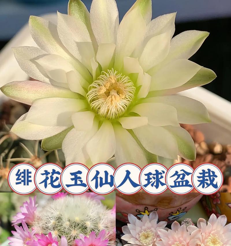 仙人球的种植技巧有哪些？常见问题是什么？