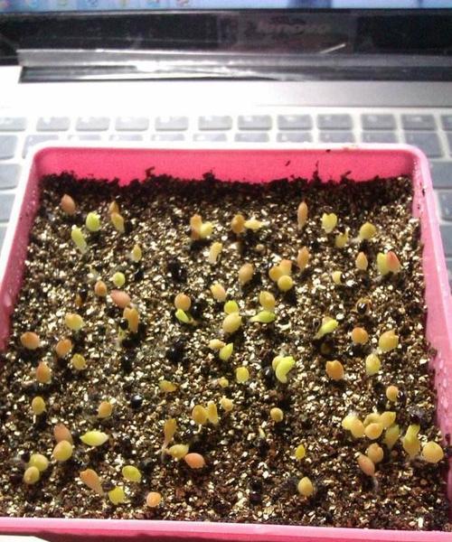 仙人球的种植技巧有哪些？常见问题是什么？