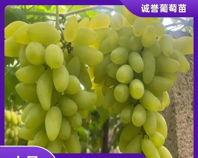 红颜玫瑰与普通玫瑰的区别在哪里？如何区分？