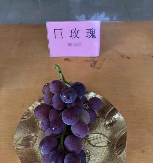 红颜玫瑰与普通玫瑰的区别在哪里？如何区分？