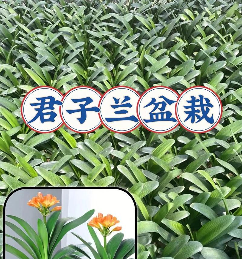 花盆瓷君子兰盆景的养护技巧有哪些？