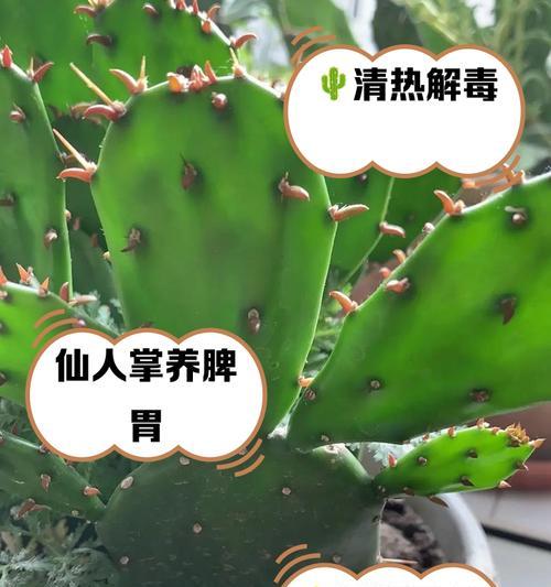 新买的仙人掌怎么种植？种植后需要多久浇水一次？