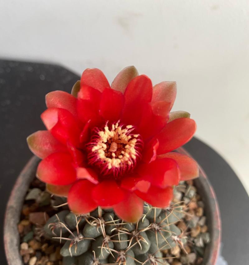 红色仙人球开花预示着什么？