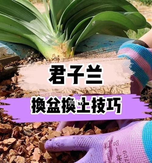 君子兰换盆的最佳时机是什么时候？