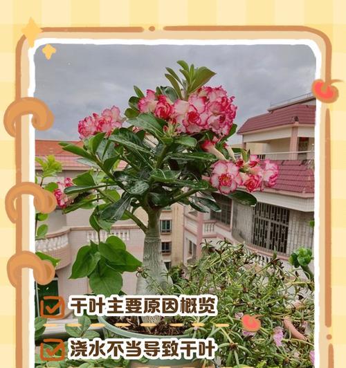 玫瑰花掉叶子是什么原因？如何预防和处理？